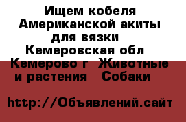 Ищем кобеля Американской акиты для вязки - Кемеровская обл., Кемерово г. Животные и растения » Собаки   